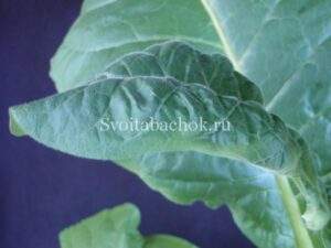 Кальций дефицит