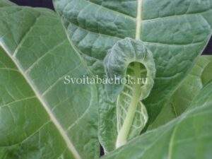 Дефицит кальция у табака