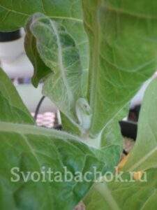 Нехватка кальция на табаке