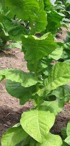 Крумовград 58 табак