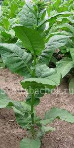 Болгарский табак