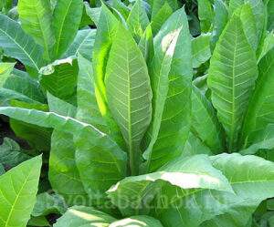 Сорта табака Мериленд