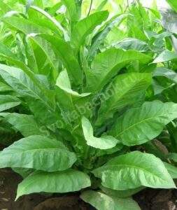 Сорт табака Thompson