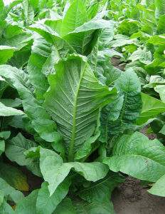 Табак Мериленд