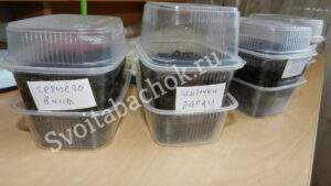 Когда сеять табак