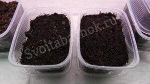 Всходы кентукки барли