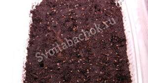 всходы табачной рассады