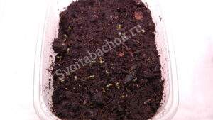 первые всходы табака