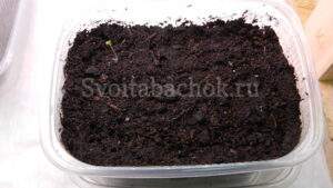 Выращивание табака или как вырастить табак