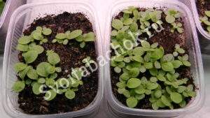 рассаде табака 14 дней