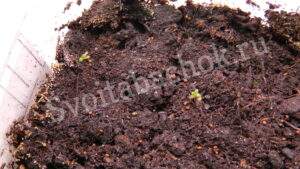 самсун 85 всходы