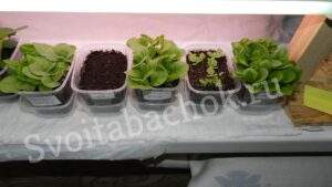 Рассада табака