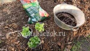 Пикировка табака