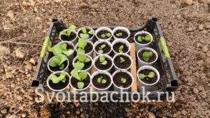 Рассада табака после пикировки