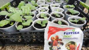 Подкормка рассады табака 