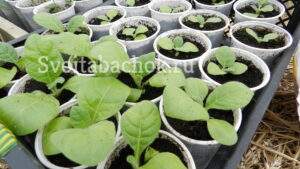 Рассада табака 28 дней