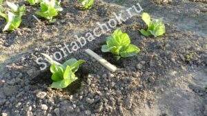 Трапезонд 182 фото