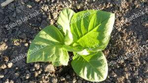 Табак три недели после высадки фото