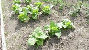 Табак месяц после высадки