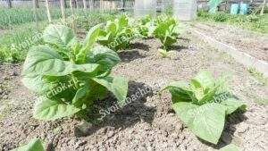 Табак месяц в грунте