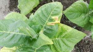 Подгар листьев табака фото