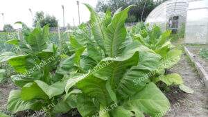 Куст табака фото