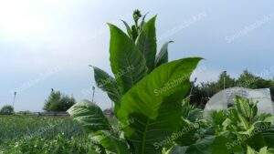 Табачные цветоносы фото