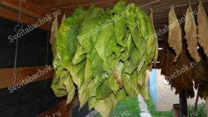 Томление табака