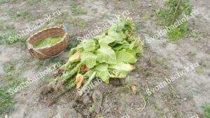 Больные вирусами кусты табака