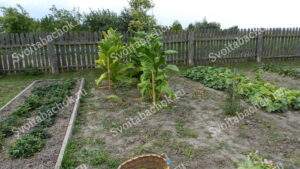 Табак Герцеговина и Кентукки фото