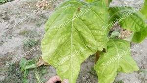 Спелый лист табака Герцеговина флор