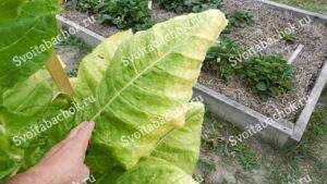 Спелый лист табака Кентукки берли