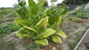 Выращивание табака или как вырастить табак