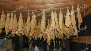 Сушка табака под навесом