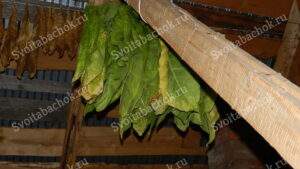 Томление и сушка табака на чердаке