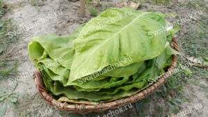 Спелый лист табака