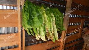 Томление табака