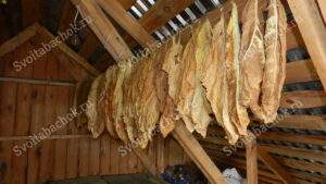 Сушка табака на чердаке