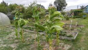 Верхние листья табака