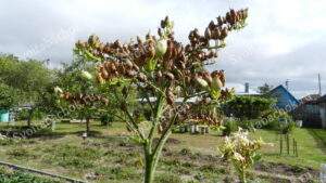 Зрелые семена табака фото