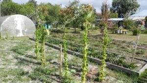 Последняя уборка табака