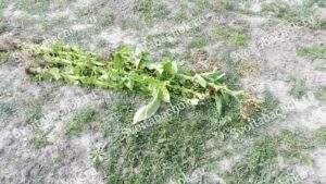 Стволы табака