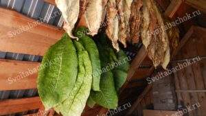 Последняя ломка табака