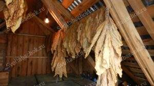 Гаванки с табаком