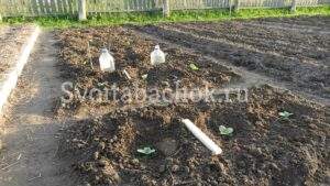 Высадка табака в грунт