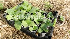 Высадка табака