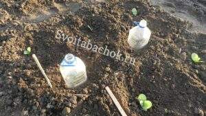 Высадка рассады табака